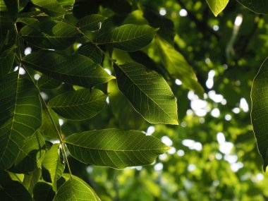 Walnut leaves on a tree illuminated by the rays of the setting sun