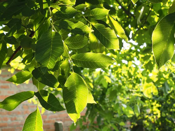 Walnut leaves on a tree illuminated by the rays of the setting sun