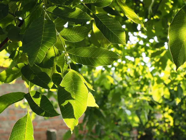 Walnut leaves on a tree illuminated by the rays of the setting sun