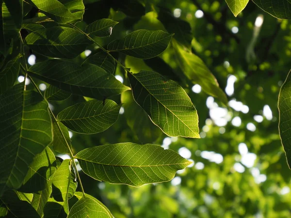 Walnut leaves on a tree illuminated by the rays of the setting sun