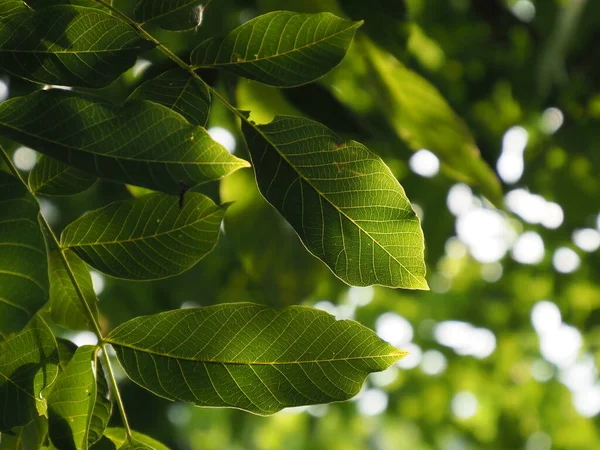 Walnut leaves on a tree illuminated by the rays of the setting sun