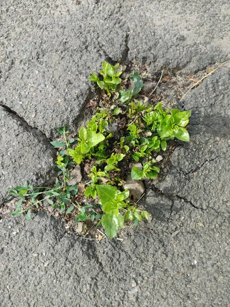 plant sprouts that sprout through asphalt