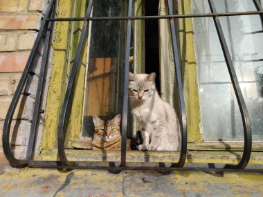 Cinsi olmayan iki kedi eski bir evin pencere eşiğinde güneşin altında güneşleniyorlar.