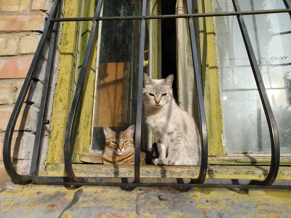 two cats without a breed are basking in the rays of the sun on the windowsill of an old house
