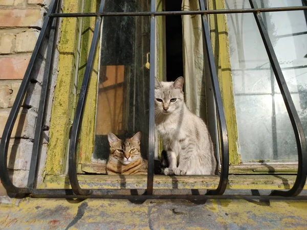 Две Кошки Породы Купаются Лучах Солнца Подоконнике Старого Дома — стоковое фото