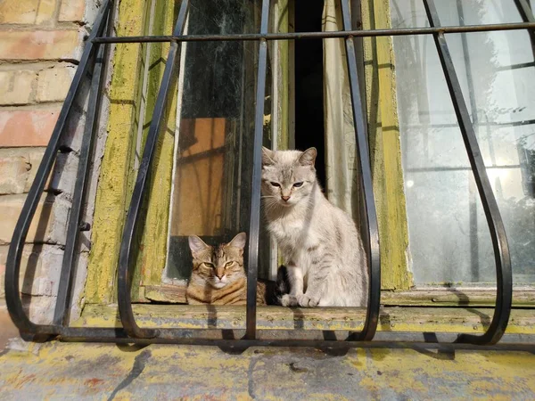 Due Gatti Senza Razza Crogiolano Raggi Del Sole Sul Davanzale — Foto Stock