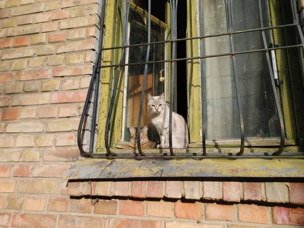 two cats without a breed are basking in the rays of the sun on the windowsill of an old house