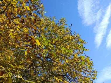 açık bulutlu mavi gökyüzünün arka planında sararmış ceviz yaprakları