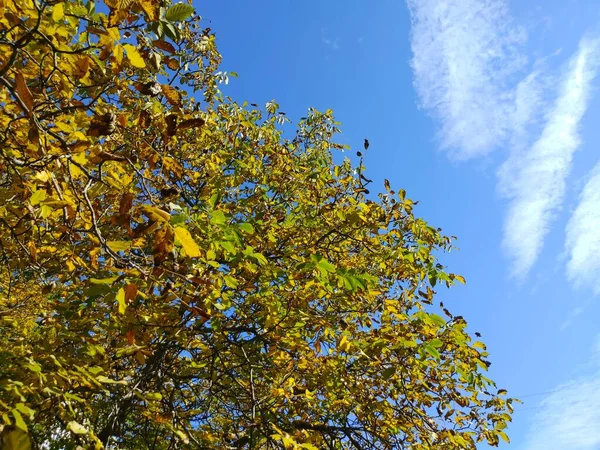 Пожелтевшие Листья Ореха Фоне Голубого Неба Легкими Облаками — стоковое фото