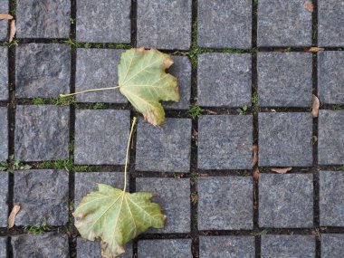 Granit kaldırıma düşen yapraklar.