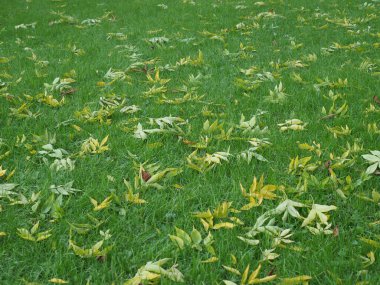 Yeşil çimenler ve düşen ilk sarı yapraklar.