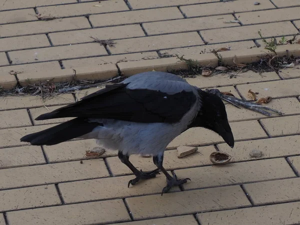 Gray Crow Pecks Walnut Sidewalk — Stock Photo, Image
