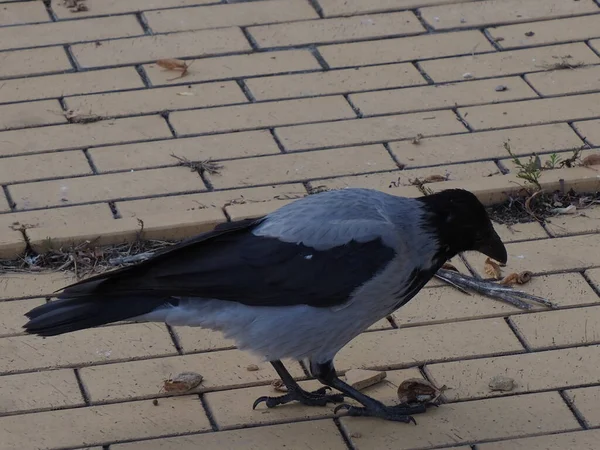 Gray Crow Pecks Walnut Sidewalk — Stock Photo, Image
