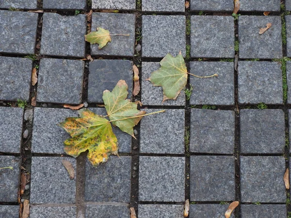 화강암으로 낙엽이 떨어지다 — 스톡 사진