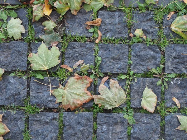 Folhas Caídas Pavimento Granito — Fotografia de Stock