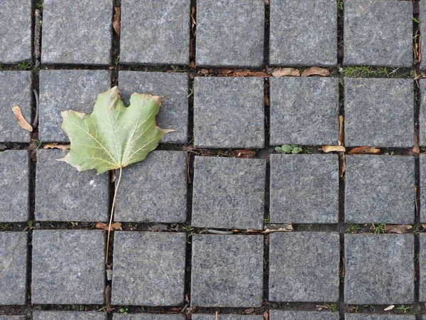 Fallen Leaves Granite Pavement — Stock Photo, Image