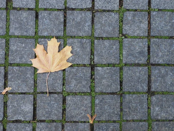Folhas Caídas Pavimento Granito — Fotografia de Stock