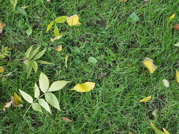 第一片落下来的黄叶 — 图库照片