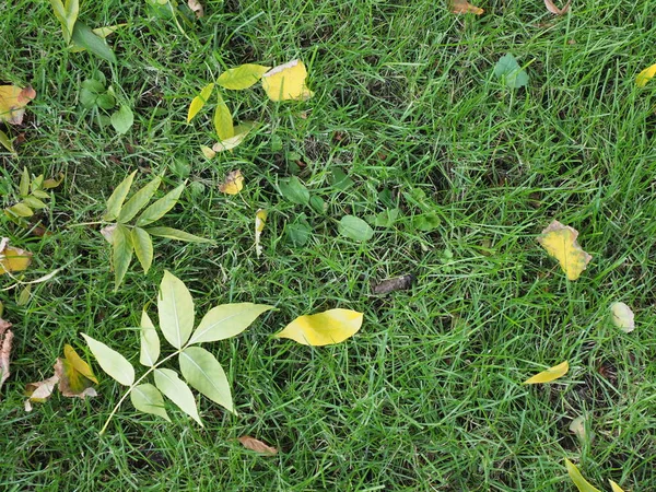 第一片落下来的黄叶 — 图库照片