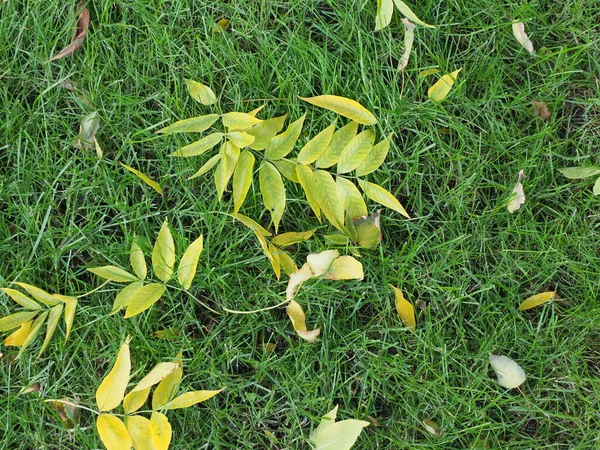 Trawnik Zieloną Trawą Pierwsze Żółte Liście Które Spadły — Zdjęcie stockowe