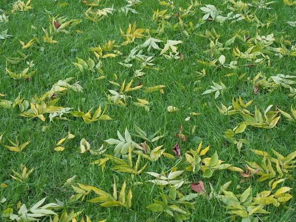 Gramado Com Grama Verde Primeiras Folhas Amarelas Que Caíram — Fotografia de Stock