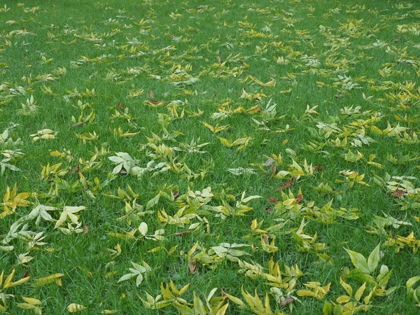 Gramado Com Grama Verde Primeiras Folhas Amarelas Que Caíram — Fotografia de Stock