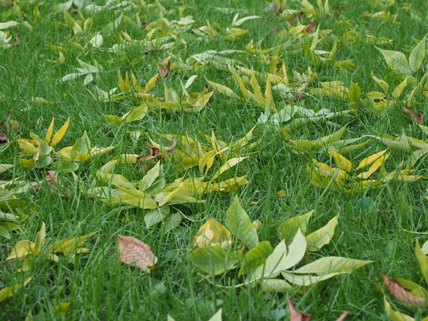 Gramado Com Grama Verde Primeiras Folhas Amarelas Que Caíram — Fotografia de Stock