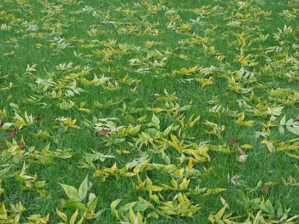 Gramado Com Grama Verde Primeiras Folhas Amarelas Que Caíram — Fotografia de Stock