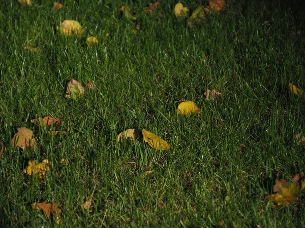 Gramado Com Grama Verde Primeiras Folhas Amarelas Que Caíram — Fotografia de Stock