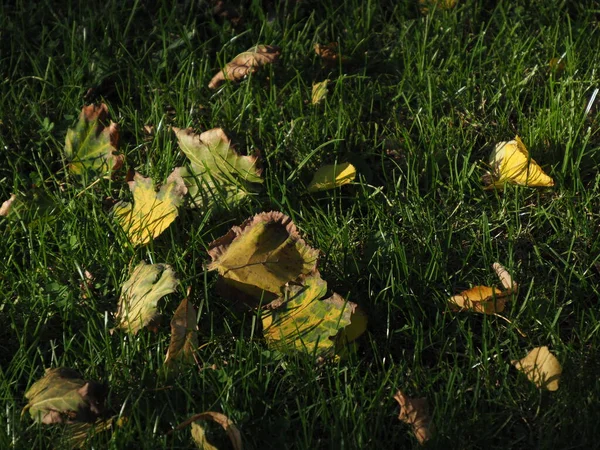 Trawnik Zieloną Trawą Pierwsze Żółte Liście Które Spadły — Zdjęcie stockowe