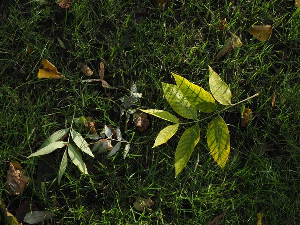 Yeşil Çimenler Düşen Ilk Sarı Yapraklar — Stok fotoğraf