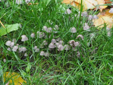 Düşen yaprakların altındaki küçük mantarlar Yağmur altında parkın çimlerinde