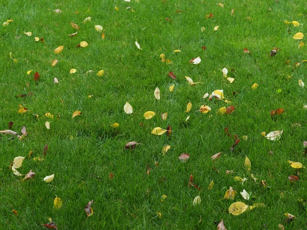 落叶落在潮湿的绿色草坪上 — 图库照片
