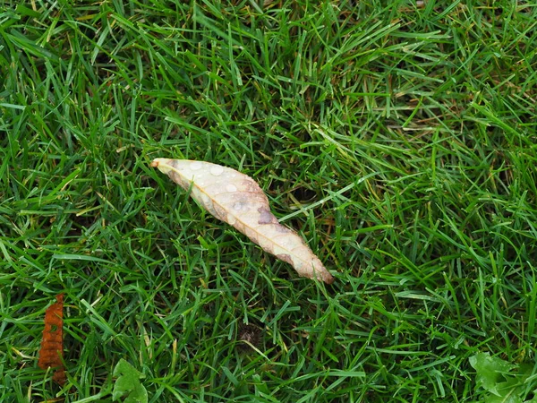 湿った緑の芝生に落ちた葉は — ストック写真