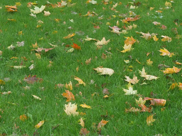 Spadły Liście Mokro Zielony Trawnik — Zdjęcie stockowe