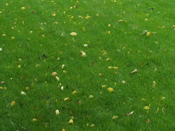 Folhas Caídas Gramado Verde Molhado — Fotografia de Stock