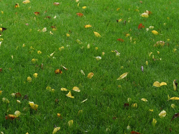 Folhas Caídas Gramado Verde Molhado — Fotografia de Stock
