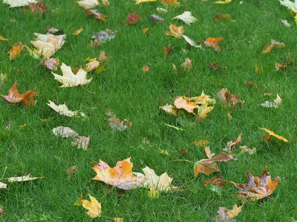 Spadły Liście Mokro Zielony Trawnik — Zdjęcie stockowe
