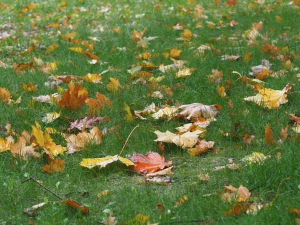 落叶落在潮湿的绿色草坪上 — 图库照片