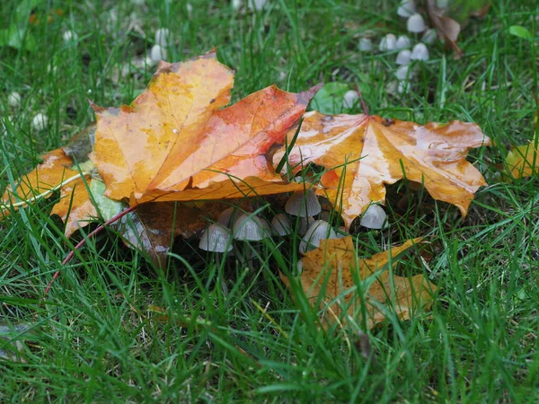 雨中落在公园草坪上的落叶下的小蘑菇 — 图库照片