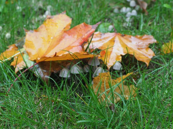 Małe Grzybki Pod Opadłymi Liśćmi Trawniku Parku Deszczu — Zdjęcie stockowe