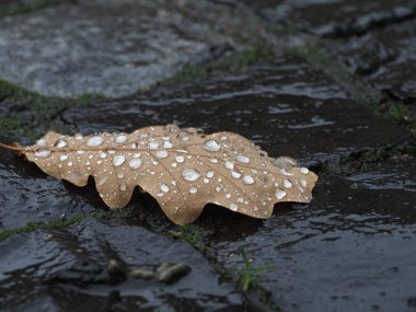 Sonbahar yağmurundan sonra düşen meşe yaprakları ve ıslak kaldırım taşlarının üzerine düşen yağmur damlaları