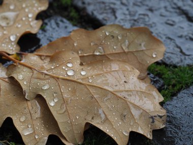 Sonbahar yağmurundan sonra düşen meşe yaprakları ve ıslak kaldırım taşlarının üzerine düşen yağmur damlaları