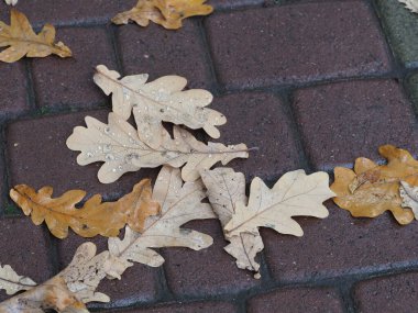 Yağmurdan sonra düşen meşe yaprakları ıslak kaldırım taşları üzerinde
