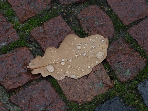 Folhas Carvalho Caídas Com Gotas Chuva Paralelepípedos Molhados Após Uma — Fotografia de Stock