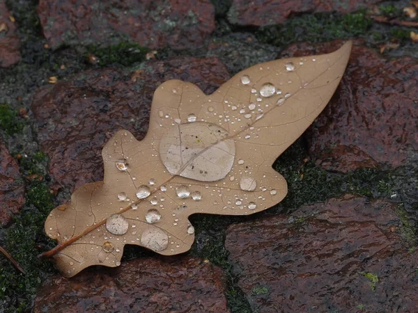 Folhas Carvalho Caídas Com Gotas Chuva Paralelepípedos Molhados Após Uma — Fotografia de Stock