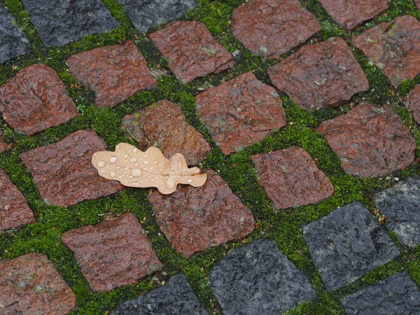 Spadlé Dubové Listy Kapkami Deště Mokré Dlažební Kostky Podzimním Lijáku — Stock fotografie