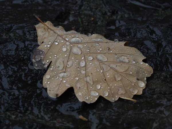 Folhas Carvalho Caídas Com Gotas Chuva Paralelepípedos Molhados Após Uma — Fotografia de Stock