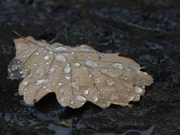 Folhas Carvalho Caídas Com Gotas Chuva Paralelepípedos Molhados Após Uma — Fotografia de Stock