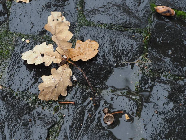 Gevallen Eikenbladeren Natte Kasseien Regen — Stockfoto